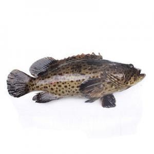 2026石斑鱼十大品牌排行榜