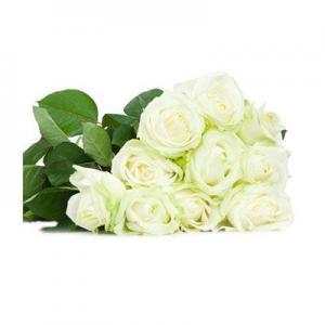 2026白玫瑰十大品牌排行榜