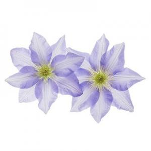 2026铁线莲十大品牌排行榜