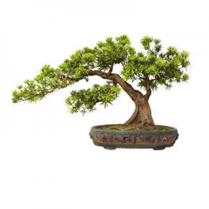 2026罗汉松十大品牌排行榜