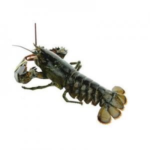 2026大龙虾十大品牌排行榜