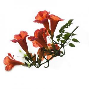 2026凌霄花十大品牌排行榜