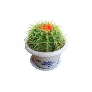 2026仙人球十大品牌排行榜