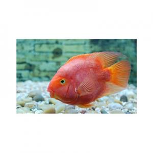 2026鹦鹉鱼十大品牌排行榜