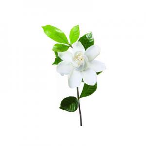 2026茉莉十大品牌排行榜