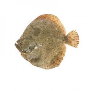 2026比目鱼十大品牌排行榜