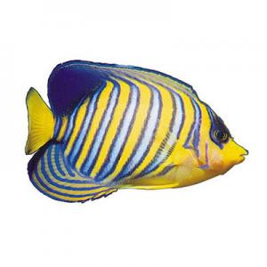 2026热带鱼十大品牌排行榜