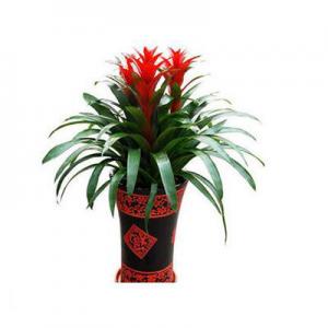 2026室内植物十大品牌排行榜