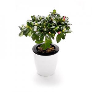 2026盆景十大品牌排行榜