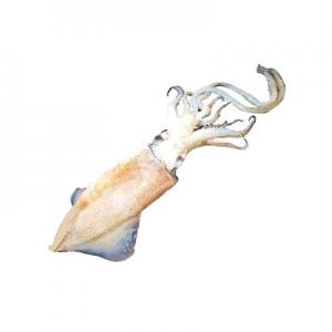 2026乌贼十大品牌排行榜