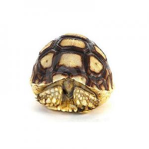 2026草龟十大品牌排行榜