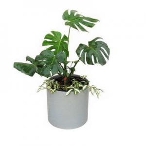 2026龟背竹十大品牌排行榜