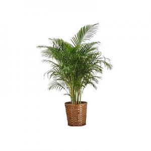 2026散尾葵十大品牌排行榜