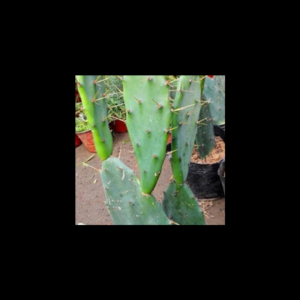 2026食用仙人掌十大品牌排行榜