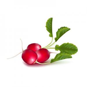 2026红萝卜十大品牌排行榜