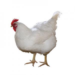 2026母鸡十大品牌排行榜