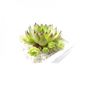 2026观音莲十大品牌排行榜