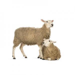 2026绵羊十大品牌排行榜