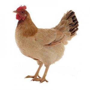 2026土鸡十大品牌排行榜