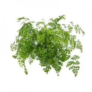 2026铁线蕨十大品牌排行榜