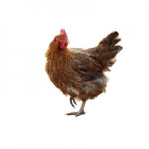 2026芦花鸡十大品牌排行榜