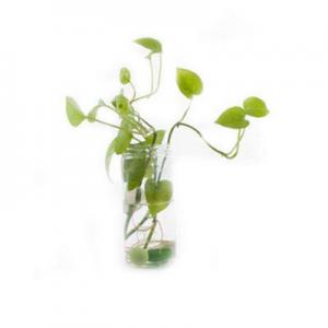 2026水培绿萝十大品牌排行榜