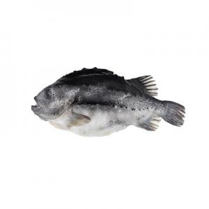 2026斑鱼十大品牌排行榜