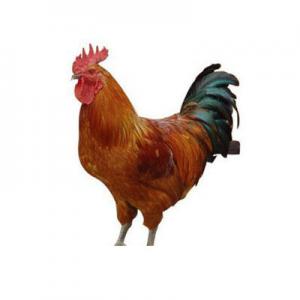 2026柴鸡十大品牌排行榜