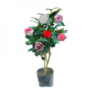 2026山茶十大品牌排行榜