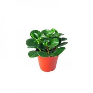 2026豆瓣绿十大品牌排行榜