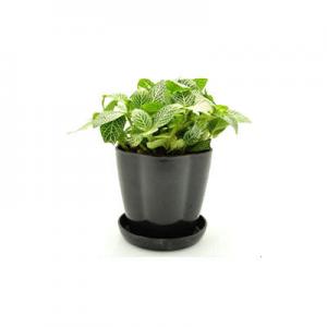 2026网纹草十大品牌排行榜