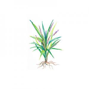 2026麦门冬十大品牌排行榜