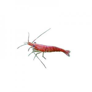 2026观赏虾十大品牌排行榜