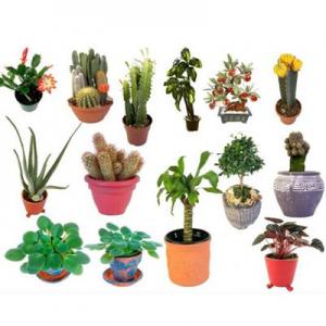 2026盆栽花卉十大品牌排行榜