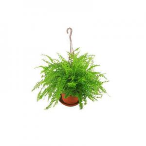 2026鸟巢蕨十大品牌排行榜