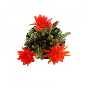 2026白檀十大品牌排行榜