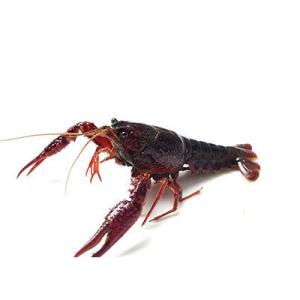 2026水产品十大品牌排行榜