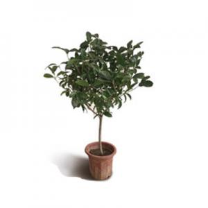 2026日香桂十大品牌排行榜