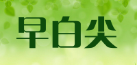 早白尖